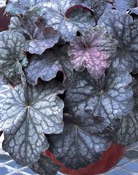Image result for Heuchera Metallica