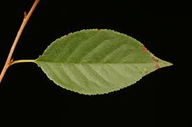 Attēlu rezultāti vaicājumam “Cerasus leaf”