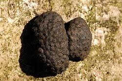 Attēlu rezultāti vaicājumam “Hypoxylon multiforme”