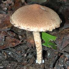 Attēlu rezultāti vaicājumam “Psathyrella lacrymabunda”