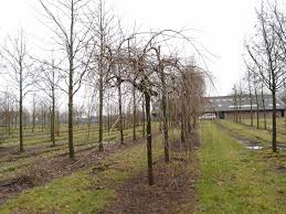 Attēlu rezultāti vaicājumam “Fraxinus excelsior Pendula fruit”