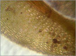 Attēlu rezultāti vaicājumam “Hygroamblystegium varium”