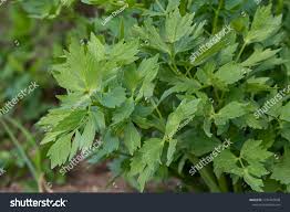 Attēlu rezultāti vaicājumam “Levisticum officinale”