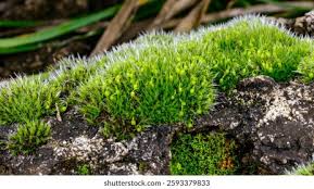 Attēlu rezultāti vaicājumam “Grimmia pulvinata sporophyte”