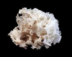 Image result for Vazella pourtalesii