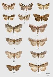 Attēlu rezultāti vaicājumam “Thyatira batis”