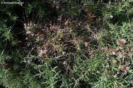 Attēlu rezultāti vaicājumam “Cuscuta epithymum subsp. trifolii flower”