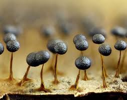 Attēlu rezultāti vaicājumam “Physarum flavicomum”