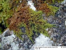 Attēlu rezultāti vaicājumam “Campylophyllum calcareum”