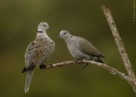 Attēlu rezultāti vaicājumam “Streptopelia decaocto adult”