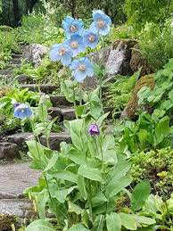 Image result for Meconopsis betonicifolia