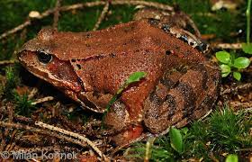 Attēlu rezultāti vaicājumam “Rana temporaria”