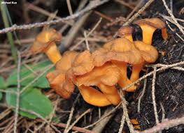 Attēlu rezultāti vaicājumam “Cantharellus lutescens”