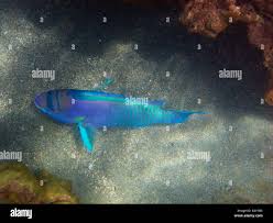 Image result for Chlorurus perspicillatus