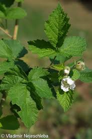 Attēlu rezultāti vaicājumam “Rubus caesius fruit”