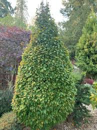 Attēlu rezultāti vaicājumam “Carpinus”