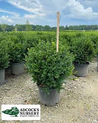 Attēlu rezultāti vaicājumam “Adoxus obscurus”