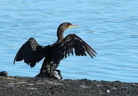 Image result for Phalacrocorax auritus
