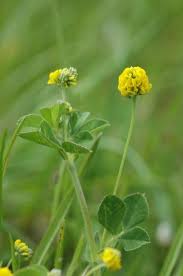 Attēlu rezultāti vaicājumam “Medicago lupulina flower”