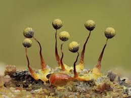 Attēlu rezultāti vaicājumam “Cribraria aurantiaca macro”