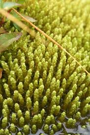 Attēlu rezultāti vaicājumam “Bryum funkii”