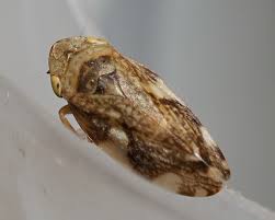 Attēlu rezultāti vaicājumam “Philaenus spumarius”