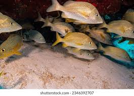 Image result for Haemulon sciurus