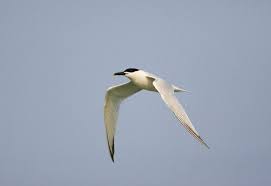 Attēlu rezultāti vaicājumam “Sterna sandvicensis adult”