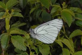 Attēlu rezultāti vaicājumam “Aporia crataegi male”