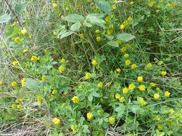 Attēlu rezultāti vaicājumam “Trifolium aureum leaf”