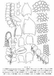 Attēlu rezultāti vaicājumam “Geocalyx graveolens”