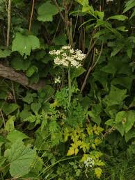 Attēlu rezultāti vaicājumam “Conioselinum tataricum”