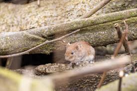 Attēlu rezultāti vaicājumam “Myodes glareolus”