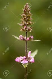 Attēlu rezultāti vaicājumam “Stachys palustris flower”