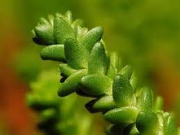 Attēlu rezultāti vaicājumam “Sedum acre leaf”