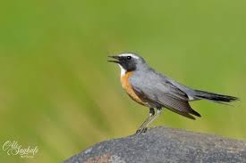 Image result for Irania gutturalis