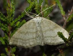 Attēlu rezultāti vaicājumam “Idaea straminata”