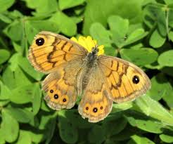 Attēlu rezultāti vaicājumam “Lasiommata megera male”