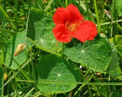 Attēlu rezultāti vaicājumam “Tropaeolum majus fruit”
