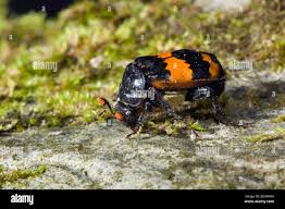 Attēlu rezultāti vaicājumam “Nicrophorus investigator”