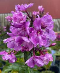 Image result for Phlox paniculata `Sweet Summer`