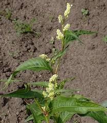 Attēlu rezultāti vaicājumam “Persicaria lapathifolia flower”