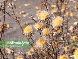 Attēlu rezultāti vaicājumam “Carlina vulgaris”