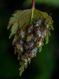 Attēlu rezultāti vaicājumam “Elasmucha grisea”