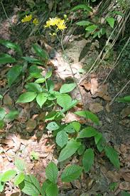Attēlu rezultāti vaicājumam “Hieracium murorum leaf”