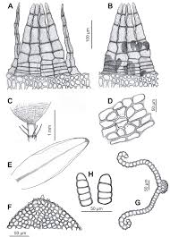 Attēlu rezultāti vaicājumam “Orthotrichum, Nyholmiella”