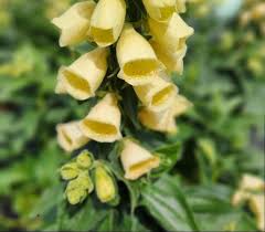 Image result for Digitalis grandiflora
