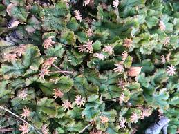 Attēlu rezultāti vaicājumam “Marchantia polymorpha”