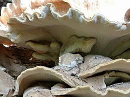 Attēlu rezultāti vaicājumam “Bondarzewia mesenterica”