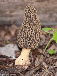 Attēlu rezultāti vaicājumam “Morchella sp.”